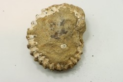 Unprepared DOUVILLEICERAS - albian - MADAGASCAR
