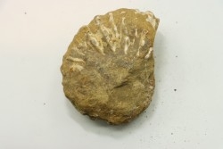 Unprepared DOUVILLEICERAS - albian - MADAGASCAR