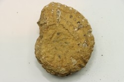 Nodule de DOUVILLEICERAS à dégager - albien - MADAGASCAR