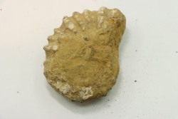 Unprepared DOUVILLEICERAS - albian - MADAGASCAR