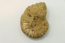 Nodule de DOUVILLEICERAS à dégager - albien - MADAGASCAR