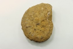 Nodule de DOUVILLEICERAS à dégager - albien - MADAGASCAR