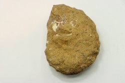 Nodule de DOUVILLEICERAS à dégager - albien - MADAGASCAR