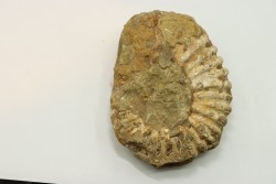 Nodule de DOUVILLEICERAS à dégager - albien - MADAGASCAR