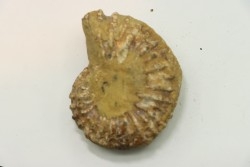 Nodule de DOUVILLEICERAS à dégager - albien - MADAGASCAR