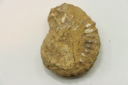Unprepared DOUVILLEICERAS - albian - MADAGASCAR