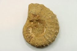 Nodule de DOUVILLEICERAS à dégager - albien - MADAGASCAR