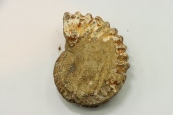 Unprepared DOUVILLEICERAS - albian - MADAGASCAR
