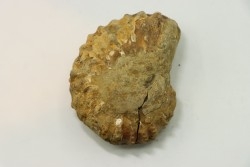 Unprepared DOUVILLEICERAS - albian - MADAGASCAR