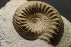 TELOCERAS BLAGDENI - Bajocian - Meurthe et Moselle - FRANCE