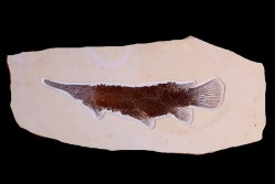 poisson fossile LEPIDOSTEUS SIMPLEX - eocène - USA