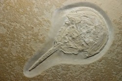 VERY rare limulus - CENOMANIAN  - Gara Sbaa, MOROCCO