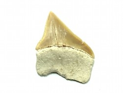 RARE !!! Xiphodolamia serrata  Priabonian - Late Eocene - Samlat Fm.  DAKHLA – MOROCCO