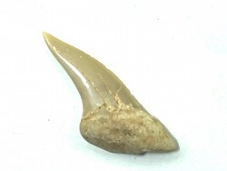 RARE !!! Xiphodolamia serrata  Priabonian - Late Eocene - Samlat Fm.  DAKHLA – MOROCCO