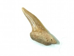 Xiphodolamia serrata  Priabonian - Late Eocene, Samlat Fm.  DAKHLA – MOROCCO