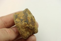 dinosaure vertebra: TRICERATOPS HORRIDUS