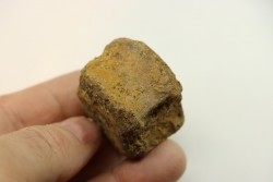 dinosaure vertebra: TRICERATOPS HORRIDUS