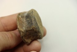 dinosaure vertebra: TRICERATOPS HORRIDUS