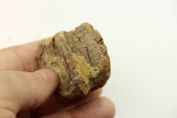 dinosaure vertebra: TRICERATOPS HORRIDUS