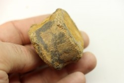 dinosaure vertebra: TRICERATOPS HORRIDUS