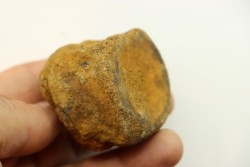 dinosaure vertebra: TRICERATOPS HORRIDUS