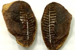 Nodule de fougère: PECOPTERIS VILLOSA - carbonifère - Mazon creek - USA