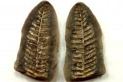 Nodule de fougère: PECOPTERIS VILLOSA - carbonifère - Mazon creek - USA