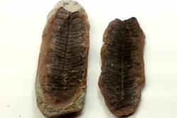 Nodule de fougère: PECOPTERIS VILLOSA - carbonifère - Mazon creek - USA