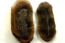 Nodule de fougère: PECOPTERIS VILLOSA - carbonifère - Mazon creek - USA