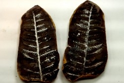 Nodule de fougère: PECOPTERIS VILLOSA - carbonifère - Mazon creek - USA
