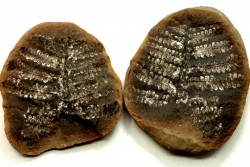 Nodule de fougère: PECOPTERIS VILLOSA - carbonifère - Mazon creek - USA