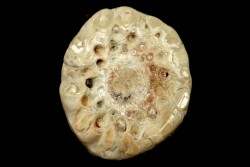 ARAUCARIA MIRABILIS