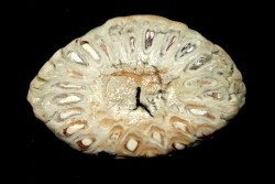 ARAUCARIA MIRABILIS