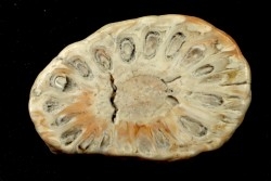 ARAUCARIA MIRABILIS