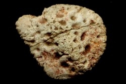 PLAQUE DERMIQUE  DE CROCODILE: DYROSAURUS PHOSPHATICUS