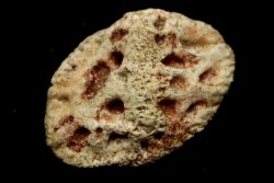 PLAQUE DERMIQUE  DE CROCODILE: DYROSAURUS PHOSPHATICUS