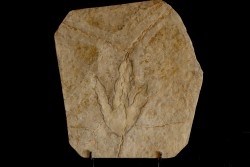 dinosaur foot print : Grallator variabilis