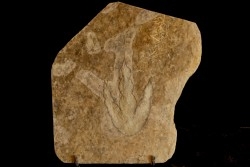 dinosaur foot print : Grallator variabilis