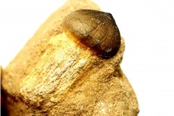 MOSASAURE  tooth Globidens phosphaticus - Maastrichtian - Oued Zem - Morocco