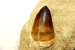 DENT DE MOSASAURE - Prognathodon Anceps - Maestrichtien - Oued Zem, Maroc