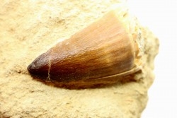 MOSAURE tooth // Prognathodon Anceps //Maestrichtian // Oued Zem - Morocco