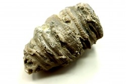 Ketophyllum sp. - Silurian - Gotland, Schweden