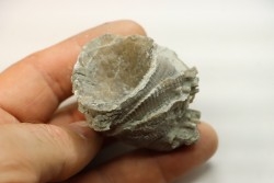 Ketophyllum sp. - Silurian - Gotland, Schweden