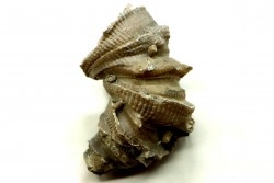 Ketophyllum sp. - Silurian - Gotland, Schweden