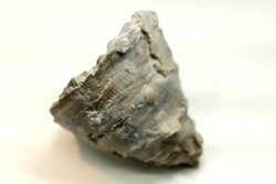 Ketophyllum sp. - Silurian - Gotland, Schweden