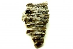 Ketophyllum sp. - Silurian - Gotland, Schweden