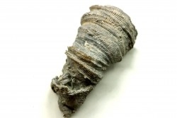 Ketophyllum sp. - Silurian - Gotland, Schweden