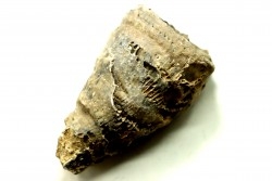 Ketophyllum sp. - Silurian - Gotland, Schweden