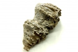 Ketophyllum sp. - Silurian - Gotland, Schweden