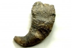 Ketophyllum sp. - Silurian - Gotland, Schweden